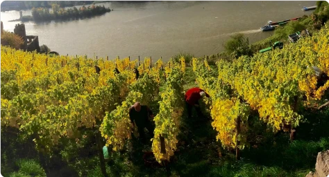 Rhine-Kissed Vineyards